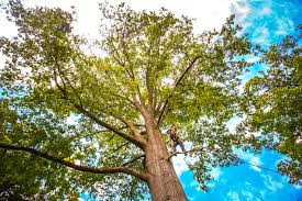Best Tree Health Inspection  in La Quinta, CA
