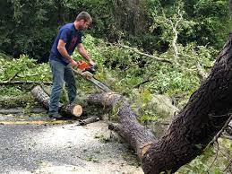 How Our Tree Care Process Works  in  La Quinta, CA