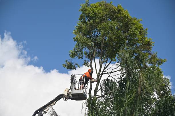 Best Weed Control  in La Quinta, CA