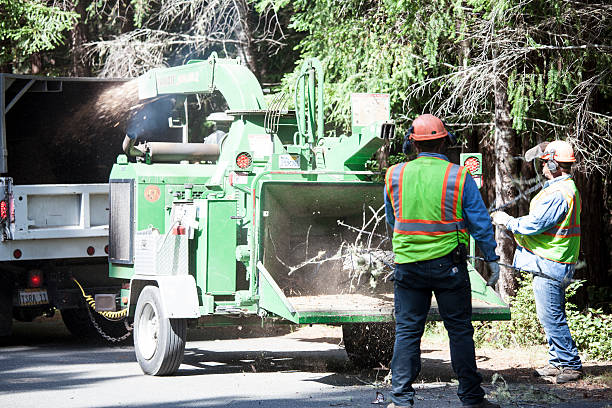 Tree and Shrub Care in La Quinta, CA