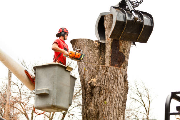 Professional Tree Care in La Quinta, CA